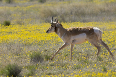 Explore Roadside Nature- Bryce Canyon NP Pronghorn